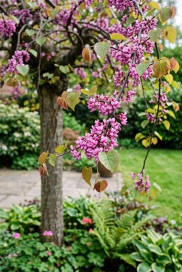 Cercis canadensis 'Traveller' demi-tige hauteur de tronc 120 cm C12