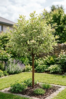 Cornus alba 'Elegantissima' demi-tige hauteur de tige 120 cm C10