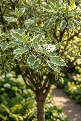 Cornus alba 'Elegantissima' demi-tige hauteur de tige 120 cm C10