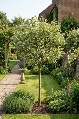 Cornus alba 'Elegantissima' demi-tige 90 cm C10