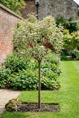 Cornus alba 'Miracle' demi-tige 120 cm C12