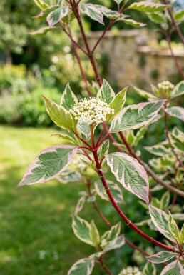 Cornus alba 'Miracle' demi-tige 120 cm C12
