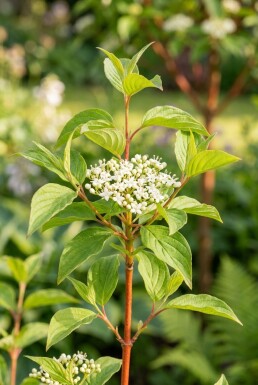 Cornus sanguinea 'Midwinter Fire' demi-tige hauteur de tige 90 cm C10