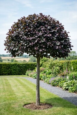 Corylus avellana 'Purple Umbrella' demi-tige hauteur de tige 120 cm C10