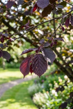 Corylus avellana 'Purple Umbrella' demi-tige hauteur de tige 120 cm C10