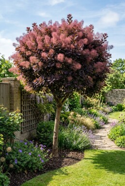 Cotinus coggygria 'Royal Purple' demi-tige 120 cm C10