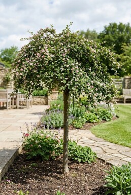 Cotoneaster apiculatus 'Blackburn' demi-tige hauteur de tige 90 cm C10
