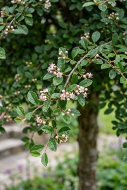 Cotoneaster apiculatus 'Blackburn' demi-tige hauteur de tige 90 cm C10