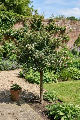 Cotoneaster nanshan 'Boer' demi-tige 80 cm de tige C10