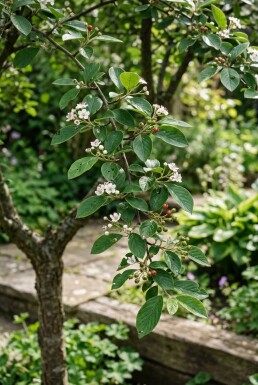 Cotoneaster nanshan 'Boer' demi-tige 80 cm de tige C10