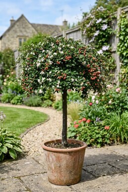 Cotoneaster suecicus 'Coral Beauty' demi-tige 80 cm C10