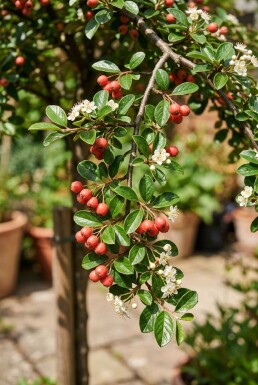 Cotoneaster suecicus 'Coral Beauty' demi-tige 80 cm C10
