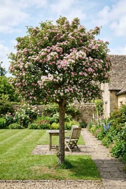 Crataegus laevigata 'Plena' demi-tige 120 cm C10
