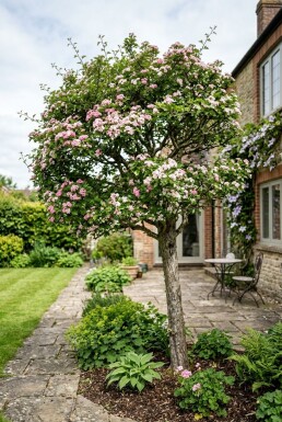 Crataegus laevigata 'Plena' demi-tige 120 cm C10