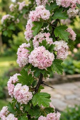 Crataegus laevigata 'Plena' demi-tige 120 cm C10