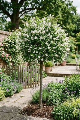 Deutzia gracilis demi-tige hauteur de tige 90 cm C10