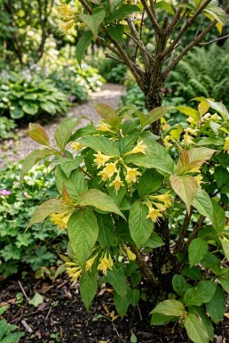 Diervilla sessilifolia 'Butterfly' demi-tige hauteur de tige 120 cm C10