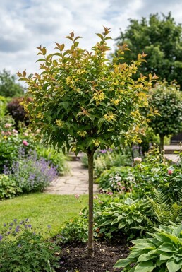 Diervilla sessilifolia 'Butterfly' demi-tige hauteur de tige 90 cm C10