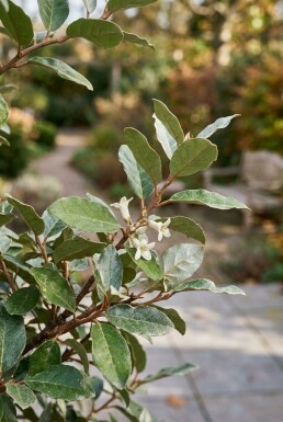 Elaeagnus ebbingei 'Compacta' demi-tige 90 cm C10