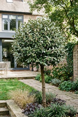Elaeagnus ebbingei 'Compacta' demi-tige hauteur de tige 120 cm C15