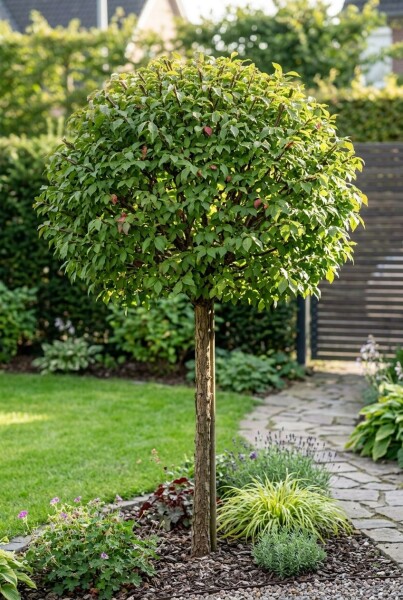 Euonymus alatus 'Compactus' demi-tige hauteur de tige 120 cm C10