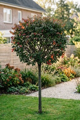 Euonymus alatus 'Compactus' demi-tige hauteur de tige 120 cm C10