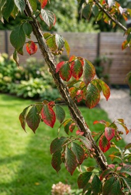 Euonymus alatus 'Compactus' demi-tige hauteur de tige 120 cm C10