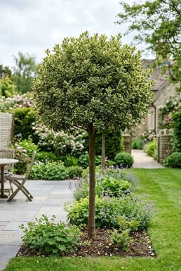 Euonymus japonicus 'Kathy' demi-tige 90 cm C10