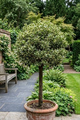 Euonymus japonicus 'Kathy' demi-tige 90 cm C10