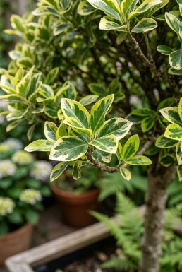 Euonymus japonicus 'Kathy' demi-tige 90 cm C10
