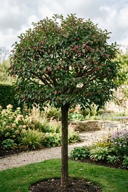 Euonymus phellomanus demi-tige 120 cm C10