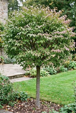 Euonymus phellomanus demi-tige 120 cm C10