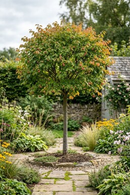 Euonymus planipes demi-tige 120 cm C10