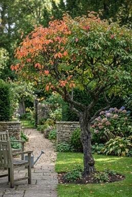 Euonymus planipes demi-tige 120 cm C10