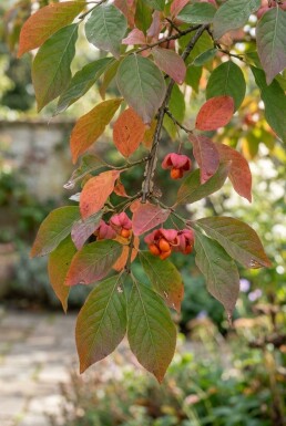 Euonymus planipes demi-tige 120 cm C10