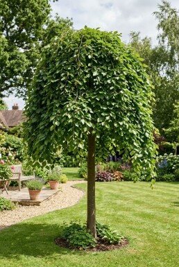Fagus sylvatica 'Rohan Green Weeping' demi-tige 120 cm C10