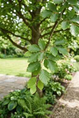 Fagus sylvatica demi-tige hauteur de tige 120 cm C15