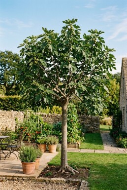 Ficus carica demi-tige 120 cm de hauteur de tronc C10