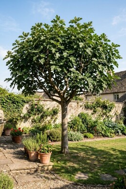 Ficus carica demi-tige 120 cm de hauteur de tronc C10