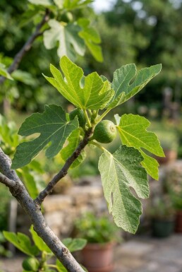 Ficus carica demi-tige 120 cm de hauteur de tronc C10