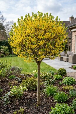 Forsythia intermedia 'Week End' demi-tige 120 cm C10
