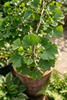 Ginkgo biloba 'Mariken' demi-tige hauteur de tige 150 cm C12