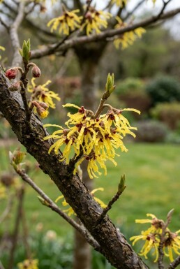 Hamamelis intermedia 'Arnold Promise' demi-tige hauteur de tige 120 cm C10