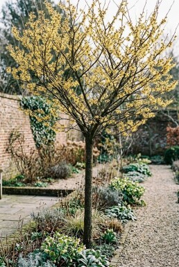 Hamamelis intermedia 'Arnold Promise' haute-tige circonférence du tronc 4-6 cm hauteur de tronc 180 cm C15