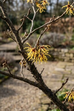 Hamamelis intermedia 'Arnold Promise' haute-tige circonférence du tronc 4-6 cm hauteur de tronc 180 cm C15