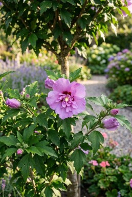 Hibiscus syriacus 'Ardens' demi-tige 90 cm de tige C10
