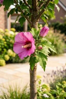 Hibiscus syriacus 'Eruption' demi-tige 90 cm C10