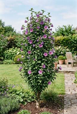 Hibiscus syriacus 'Flower Tower Purple' forme en touffe 150-175 cm C10
