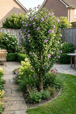 Hibiscus syriacus 'Flower Tower Purple' forme en touffe 150-175 cm C10