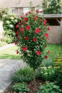 Hibiscus syriacus 'Flower Tower Ruby' forme colonnaire 125-150 cm C10